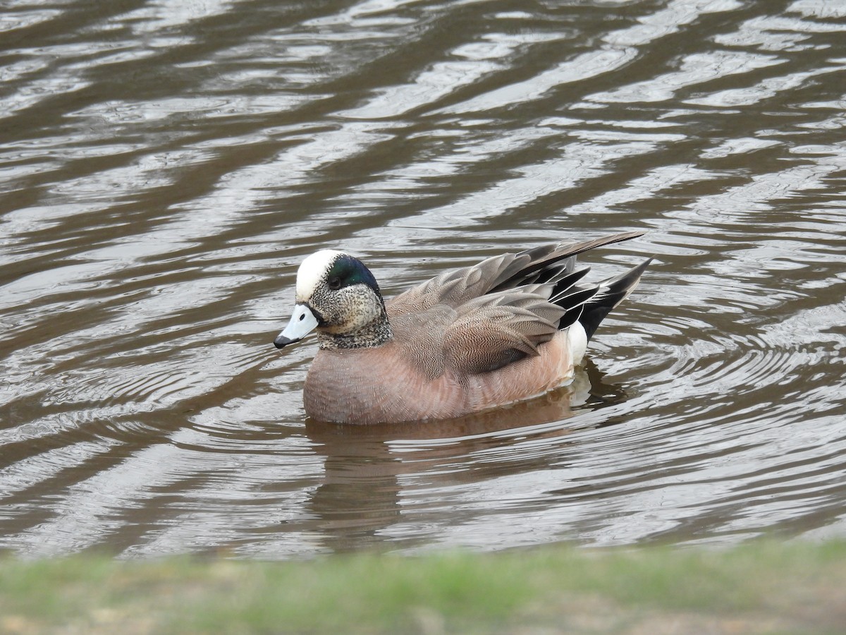 American Wigeon - ML616817609