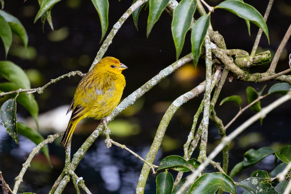 Saffron Finch - ML616817614