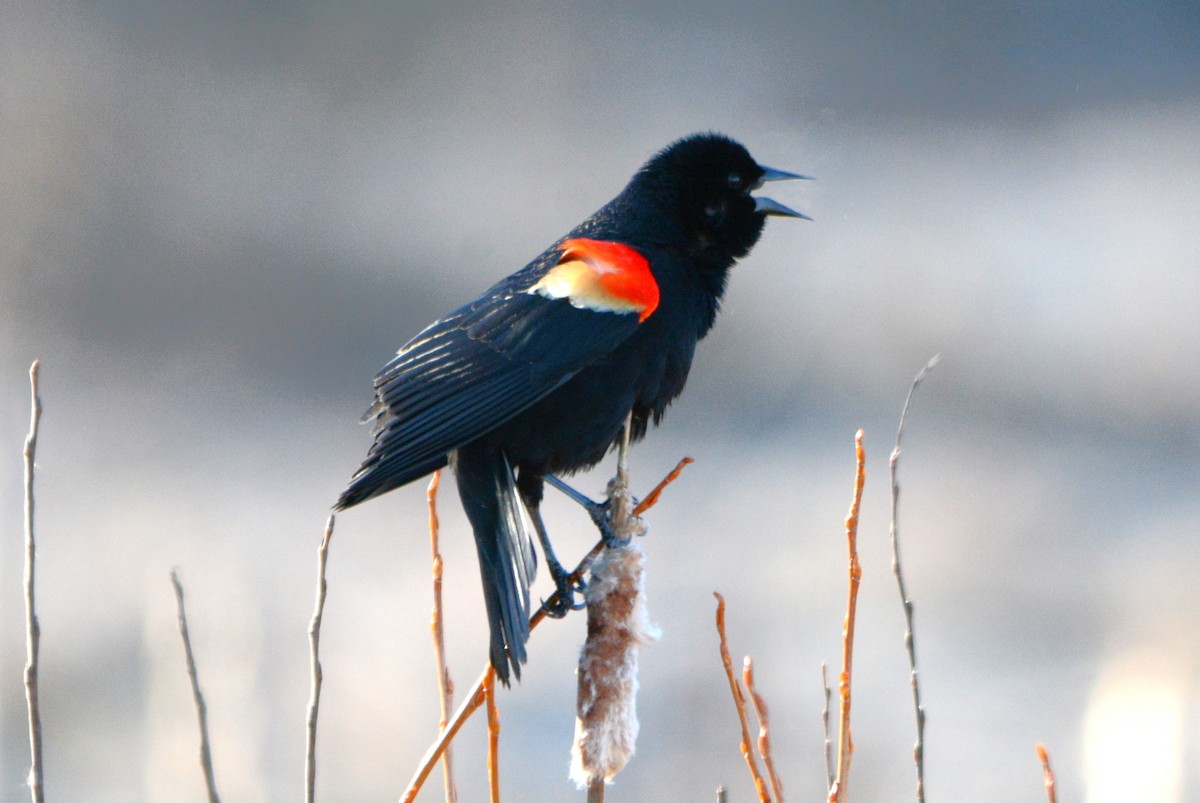 Red-winged Blackbird - ML616817619
