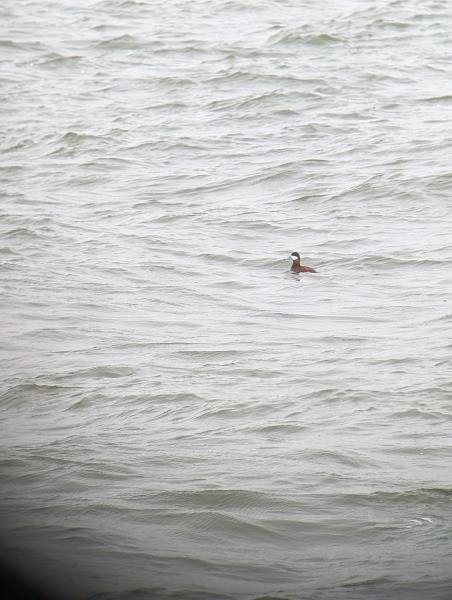 Ruddy Duck - ML616817638