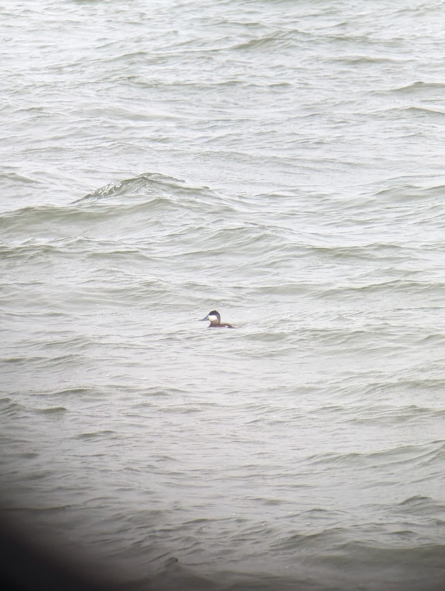 Ruddy Duck - ML616817639