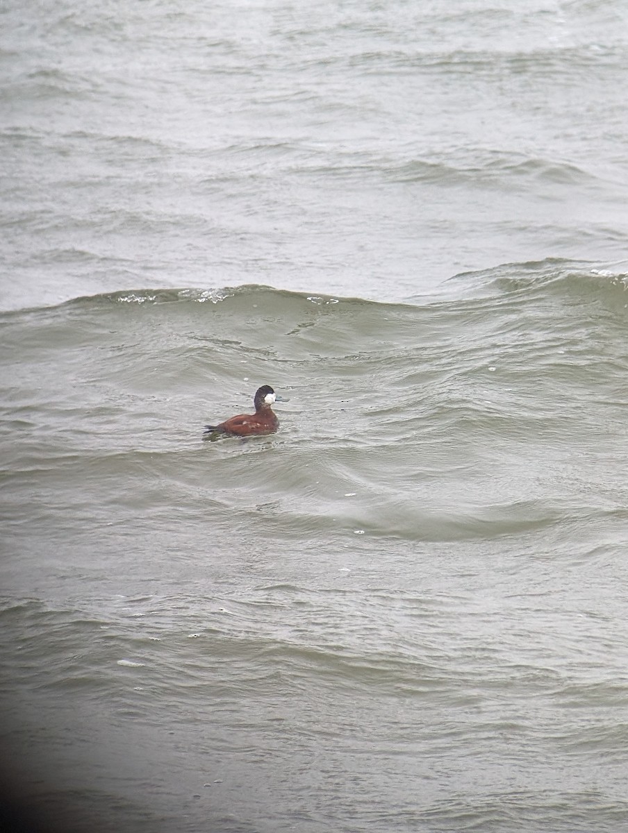 Ruddy Duck - Carolyn Rubinfeld 🦆