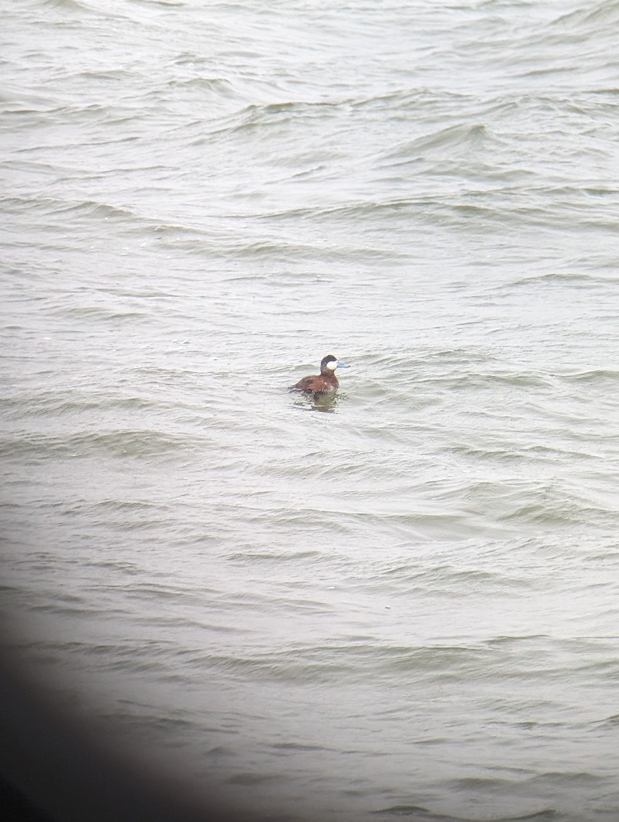 Ruddy Duck - ML616817641