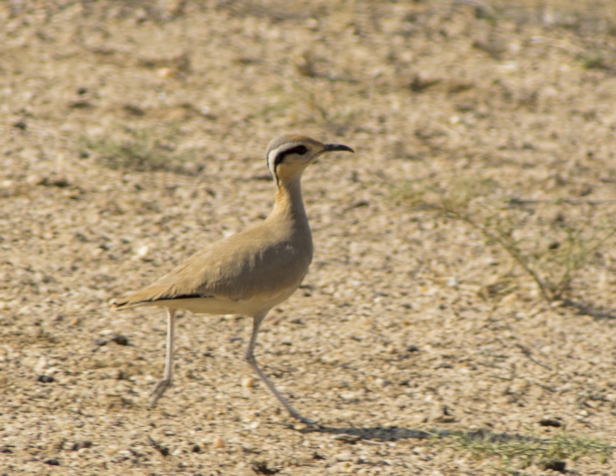 Cream-colored Courser - ML616817647