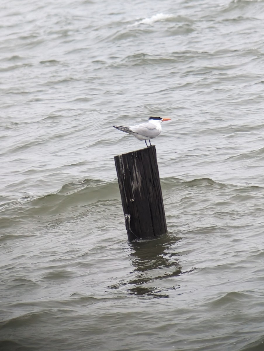 Royal Tern - ML616817649