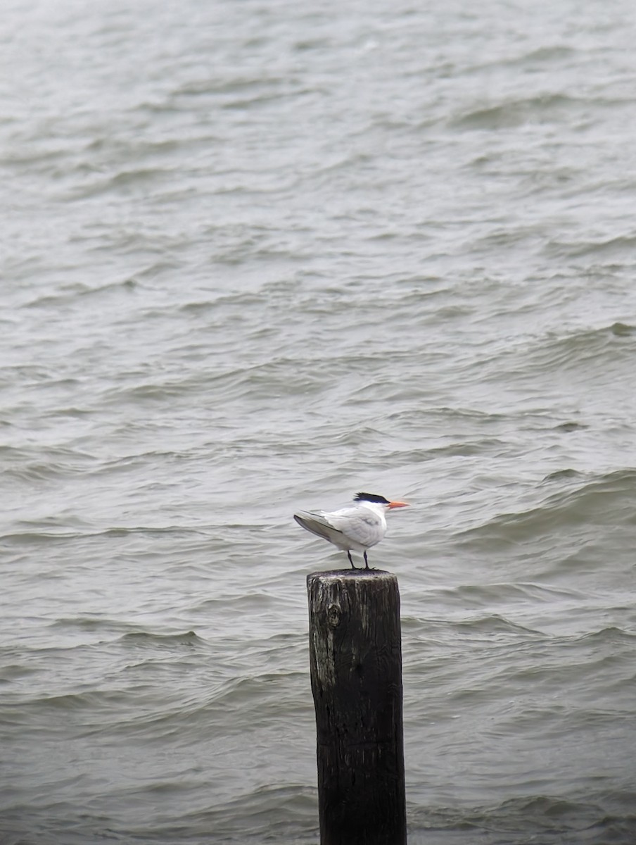 Royal Tern - ML616817650