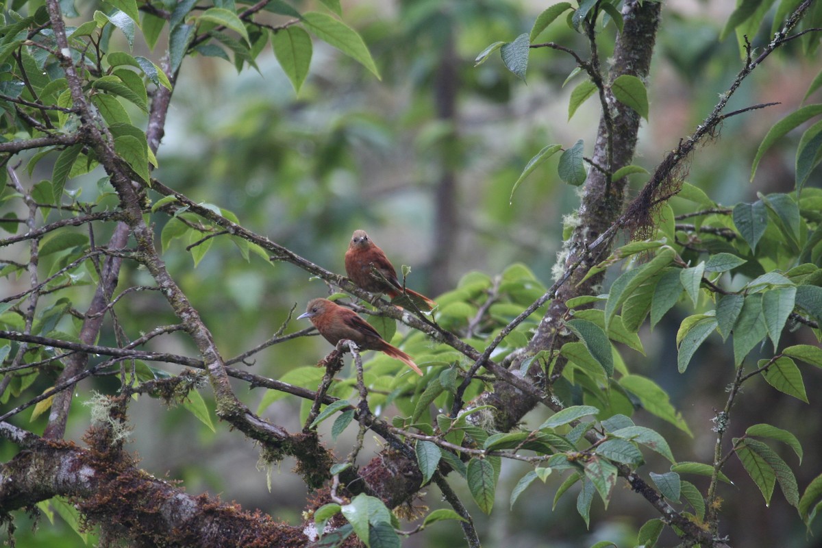 Russet-mantled Softtail - ML616817651