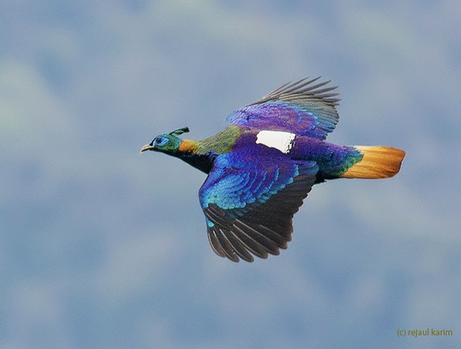 Himalayan Monal - ML616817687