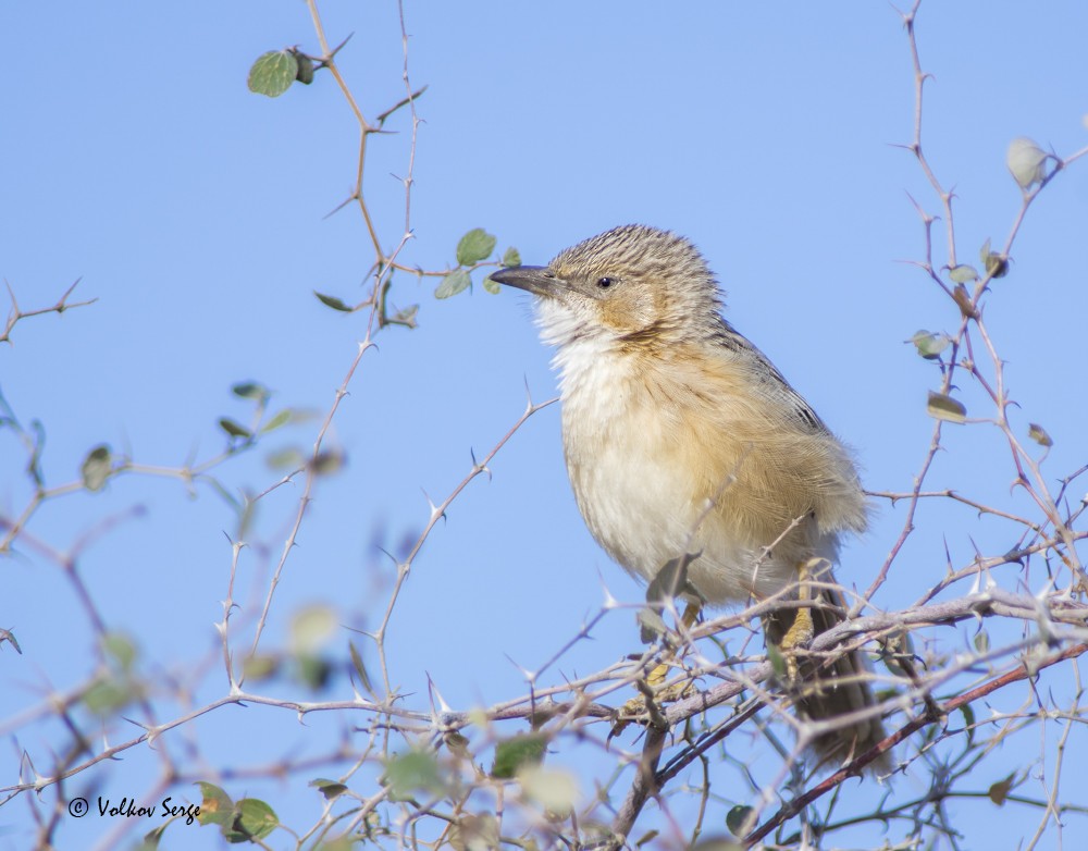 Common Babbler - ML616817696