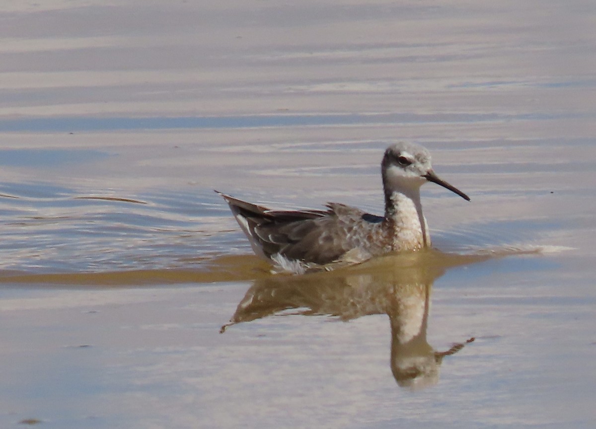 Wilson's Phalarope - ML616817704