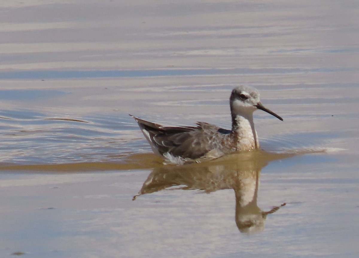 hvithalesvømmesnipe - ML616817704