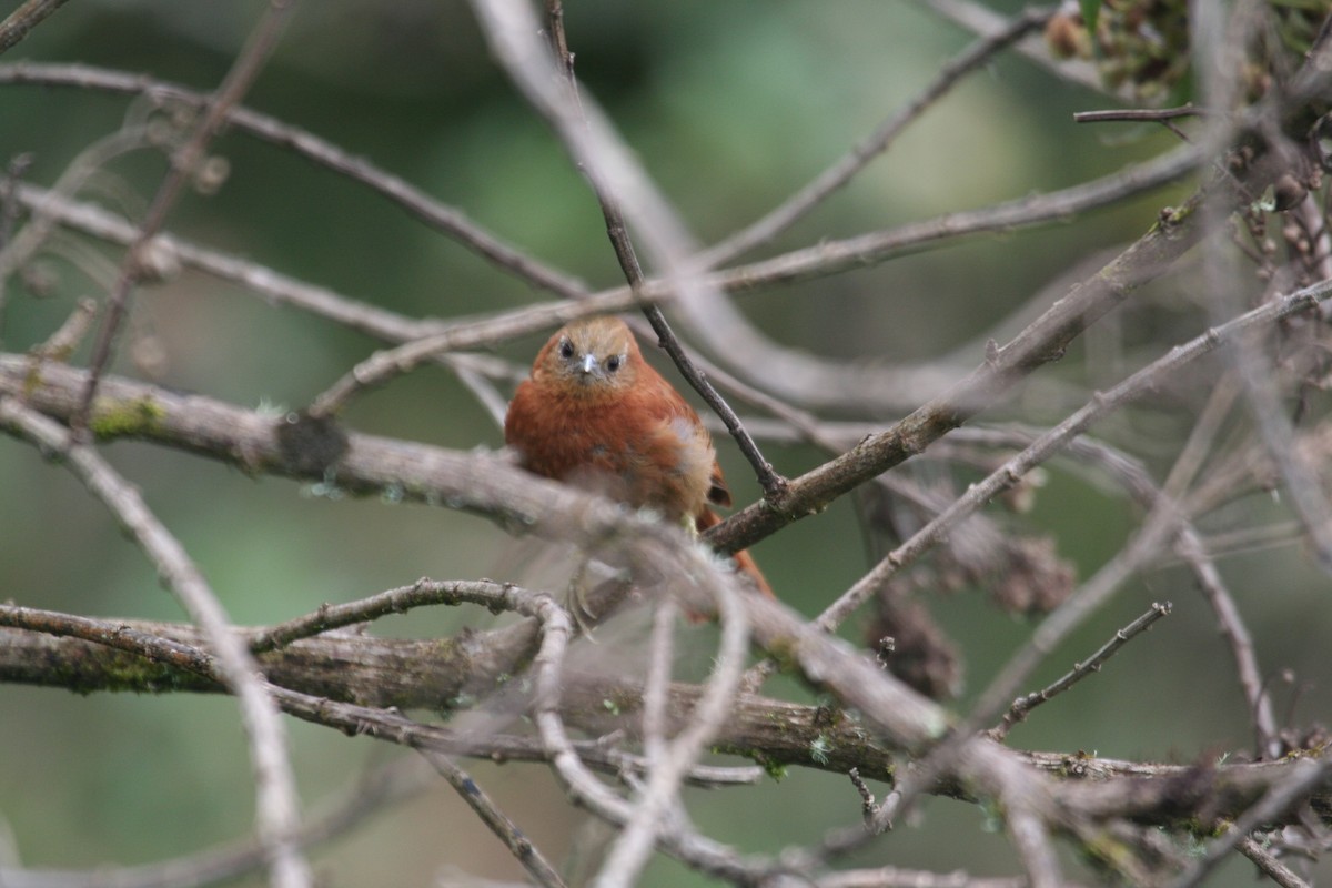 Russet-mantled Softtail - Richard Webster