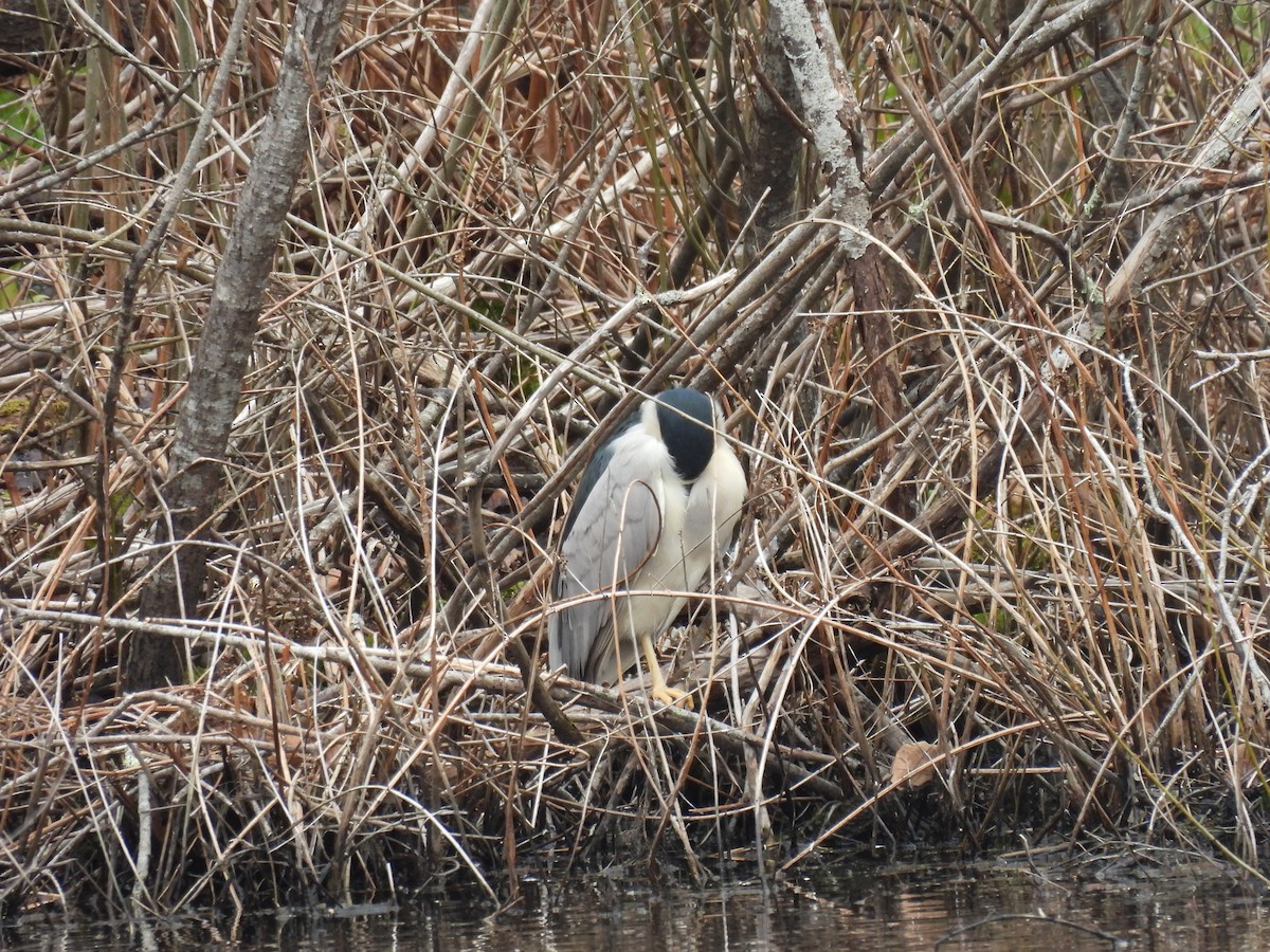 Black-crowned Night Heron - ML616817710