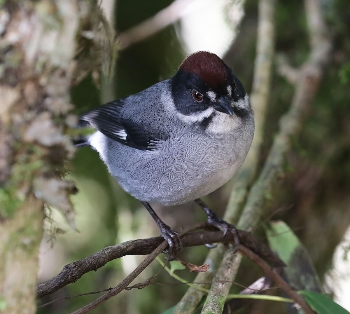 Slaty Brushfinch - Trevor Ellery