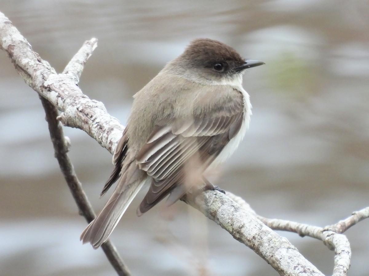 Eastern Phoebe - Lisa Schibley