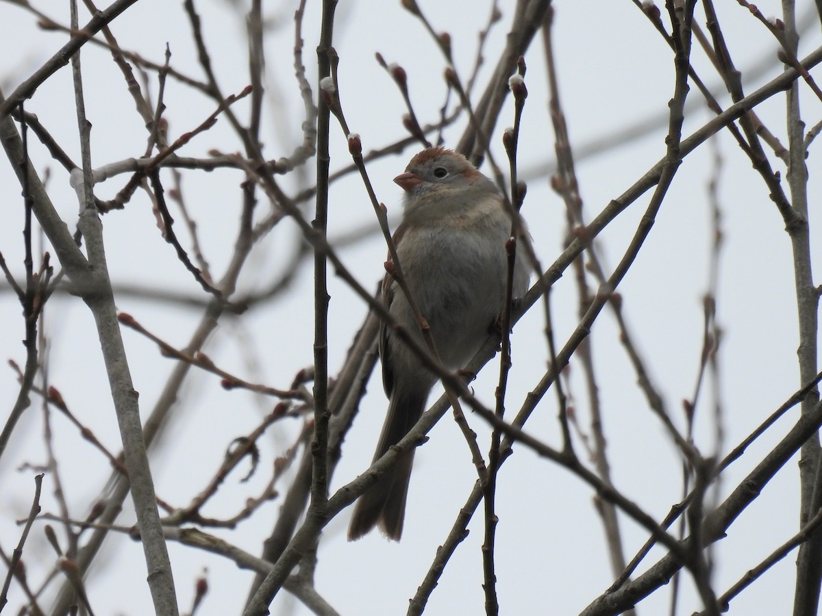 Field Sparrow - Lisa Schibley