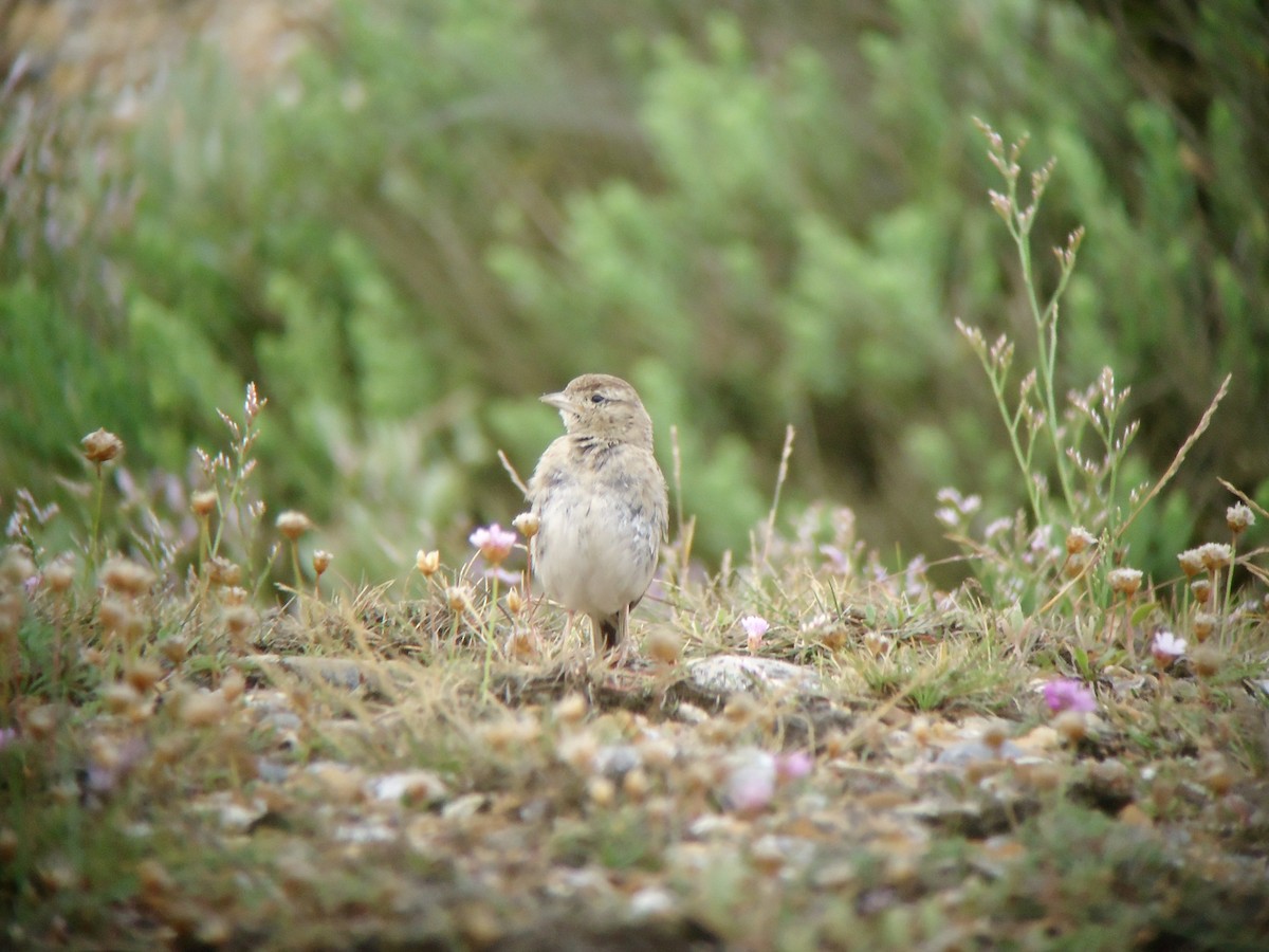 Greater Short-toed Lark - ML616817762