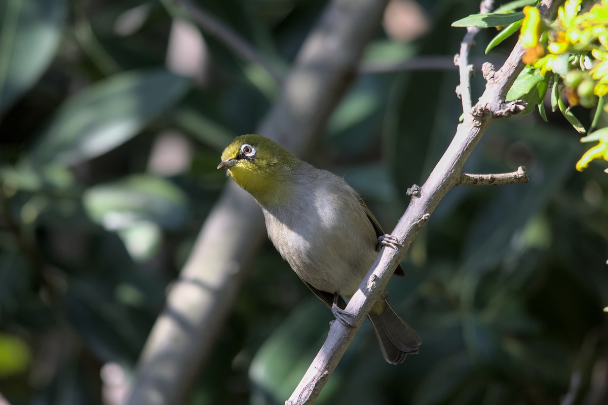 Cape White-eye - Cameron Blair