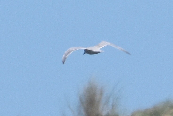 Gull-billed Tern - ML616817832