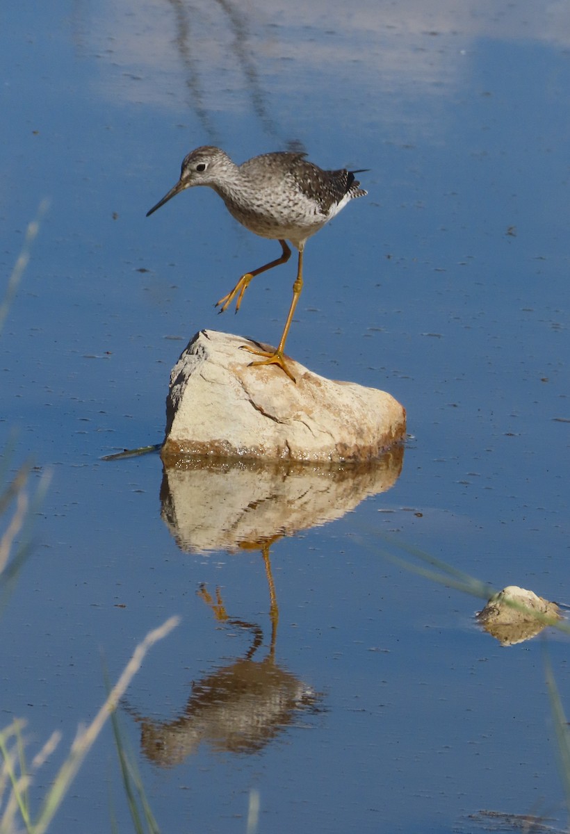 Lesser Yellowlegs - ML616817843