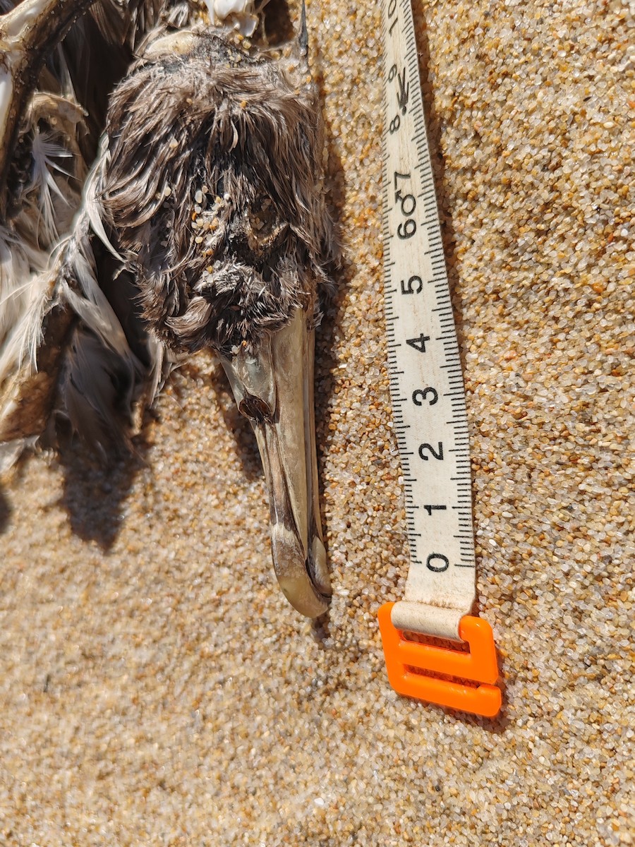 Cory's/Scopoli's Shearwater - ML616817880