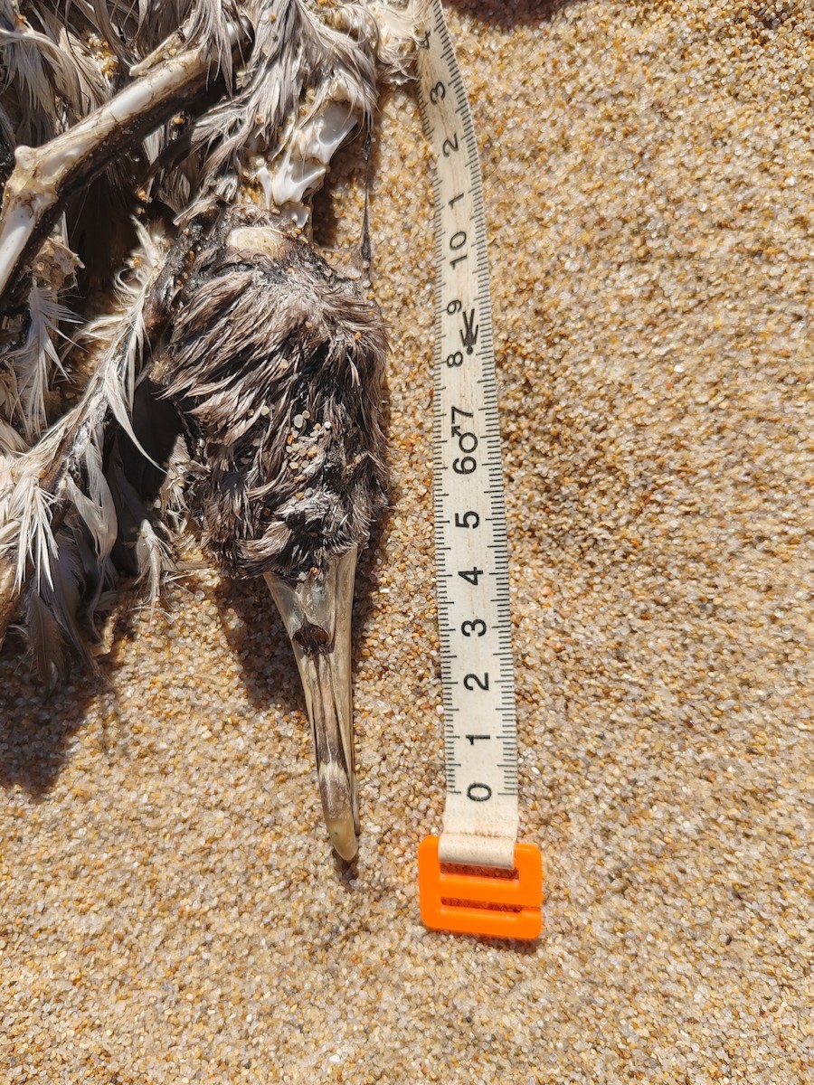 Cory's/Scopoli's Shearwater - ML616817881