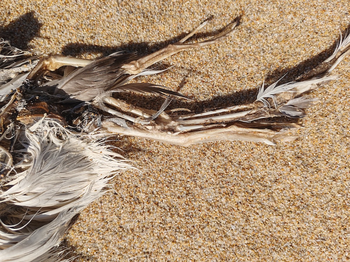 Cory's Shearwater - ML616817882