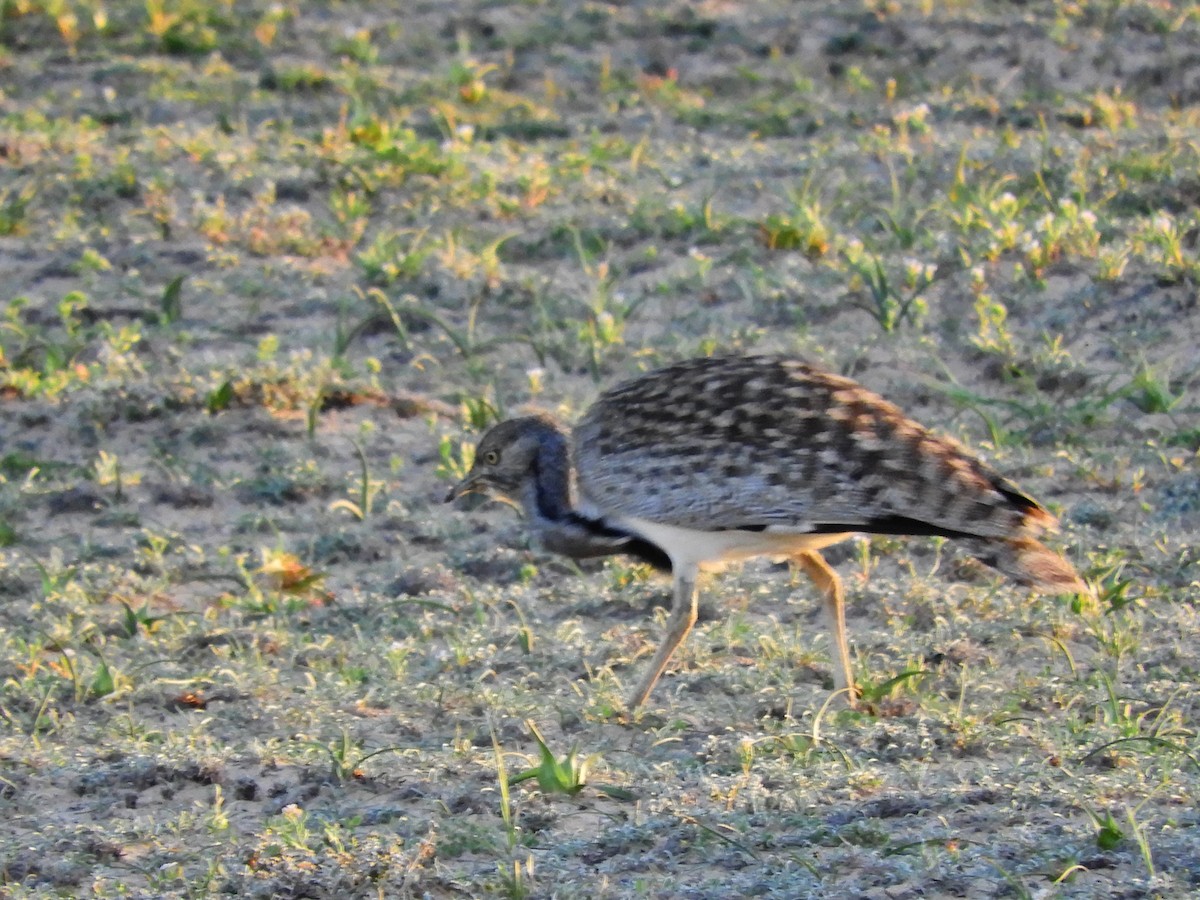 Houbara Bustard (Canary Is.) - Tom Carley