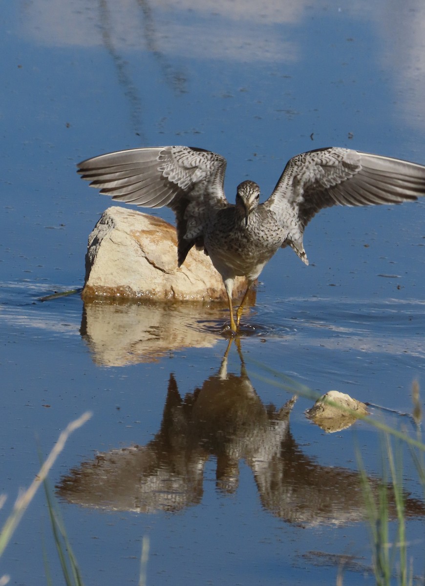 Lesser Yellowlegs - ML616817952