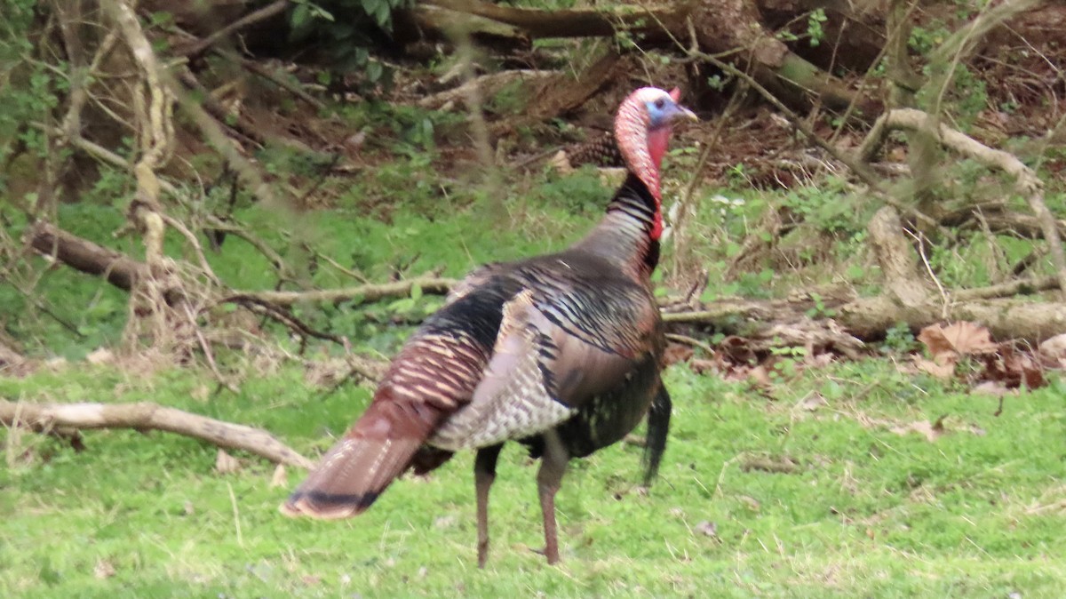 Wild Turkey - ML616817965