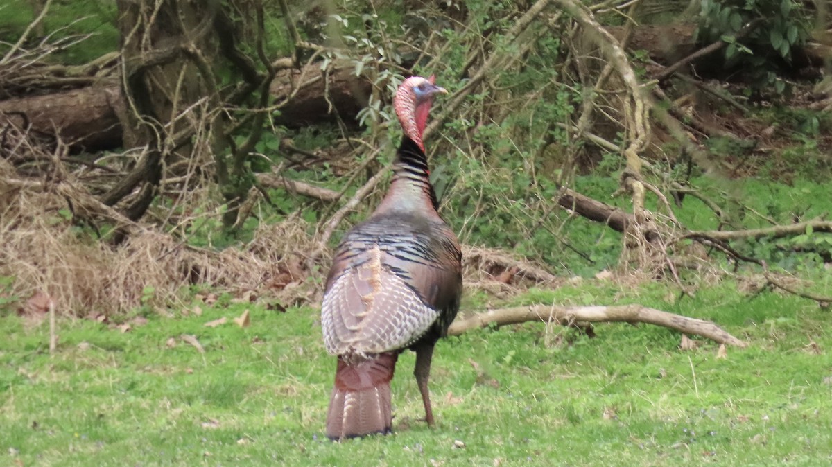 Wild Turkey - ML616817966