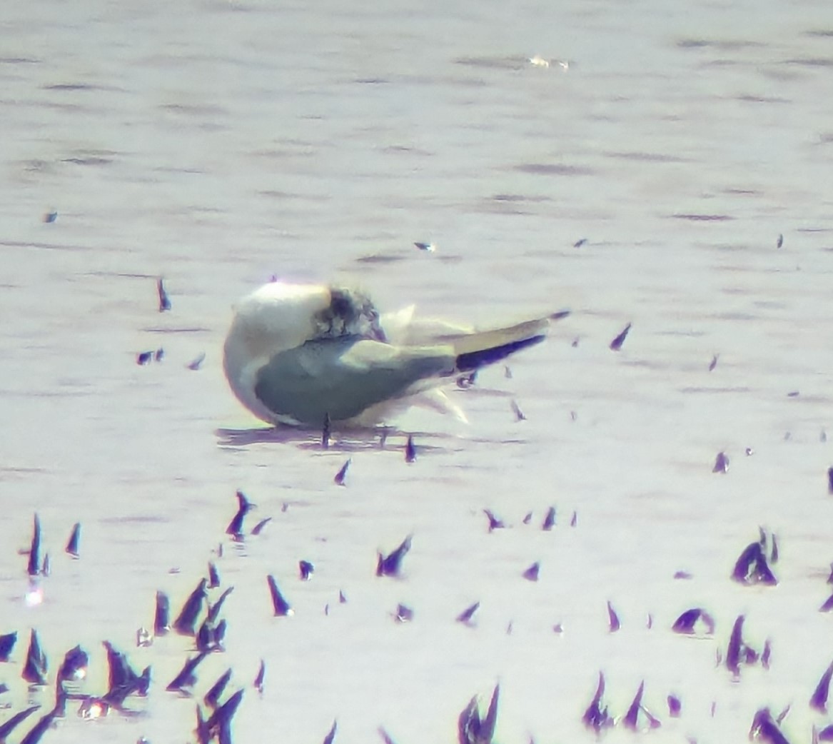 Bonaparte's Gull - Dennis Trapnell