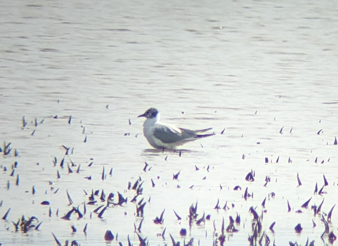 Bonaparte's Gull - Dennis Trapnell