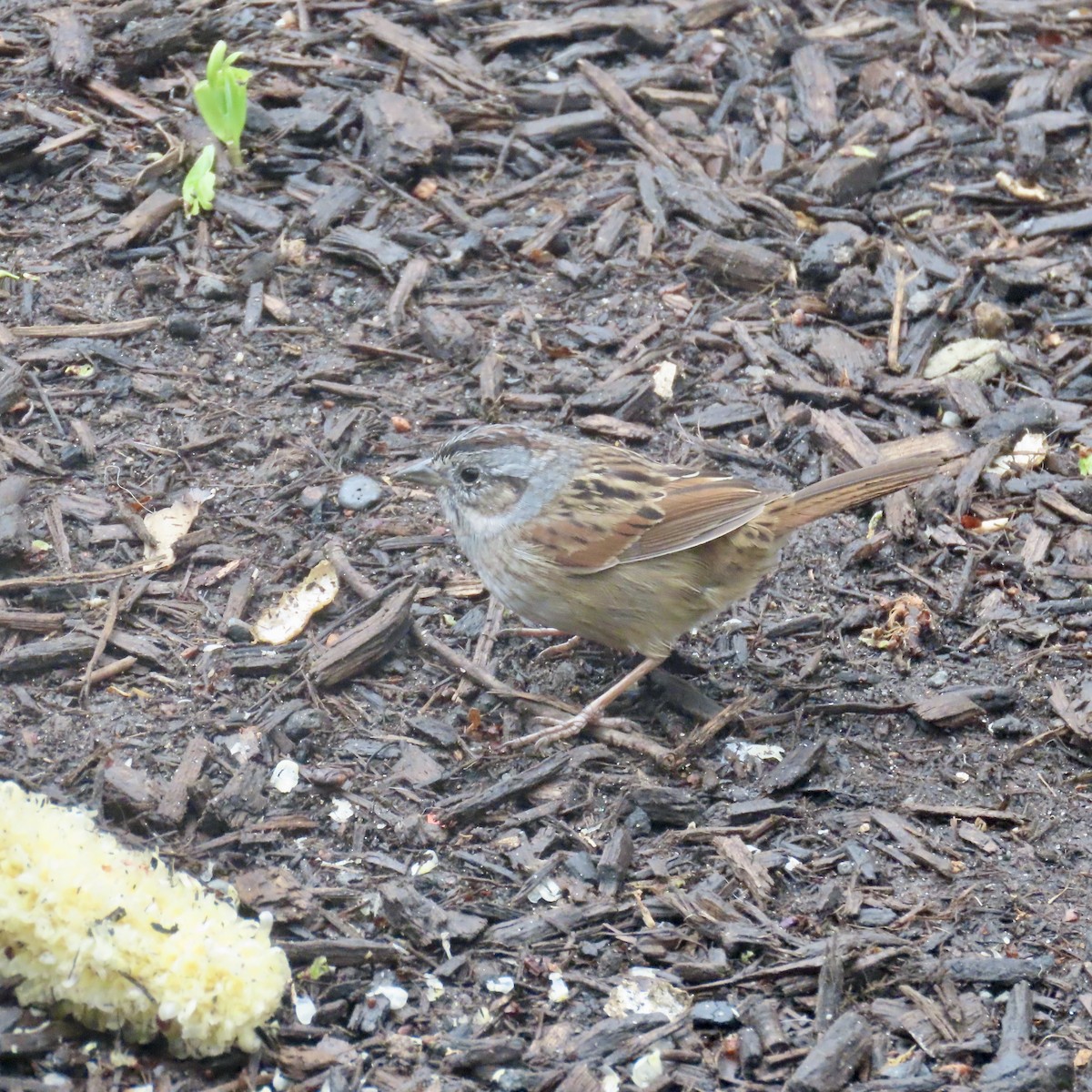 Swamp Sparrow - Richard Fleming