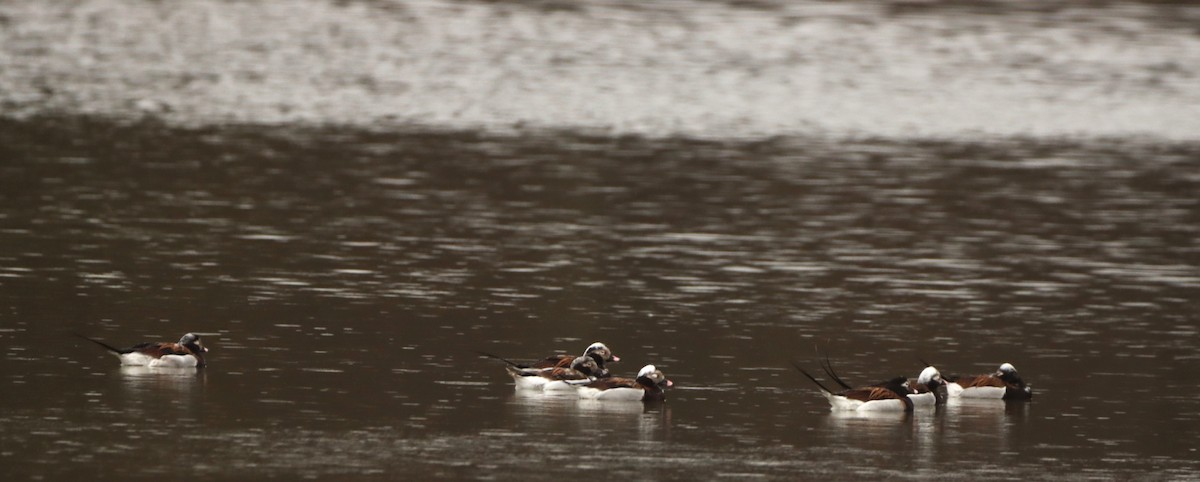 Long-tailed Duck - ML616818029