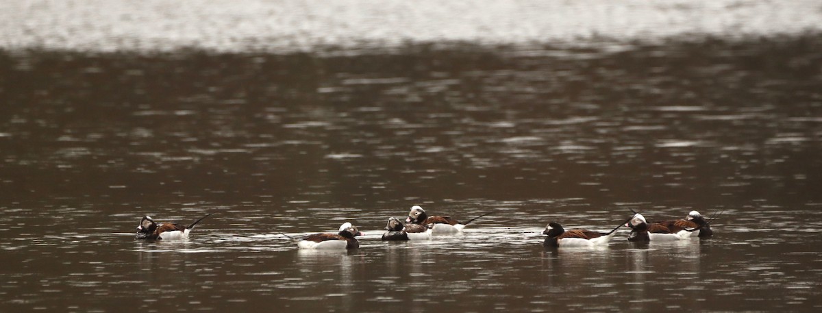 Long-tailed Duck - ML616818030
