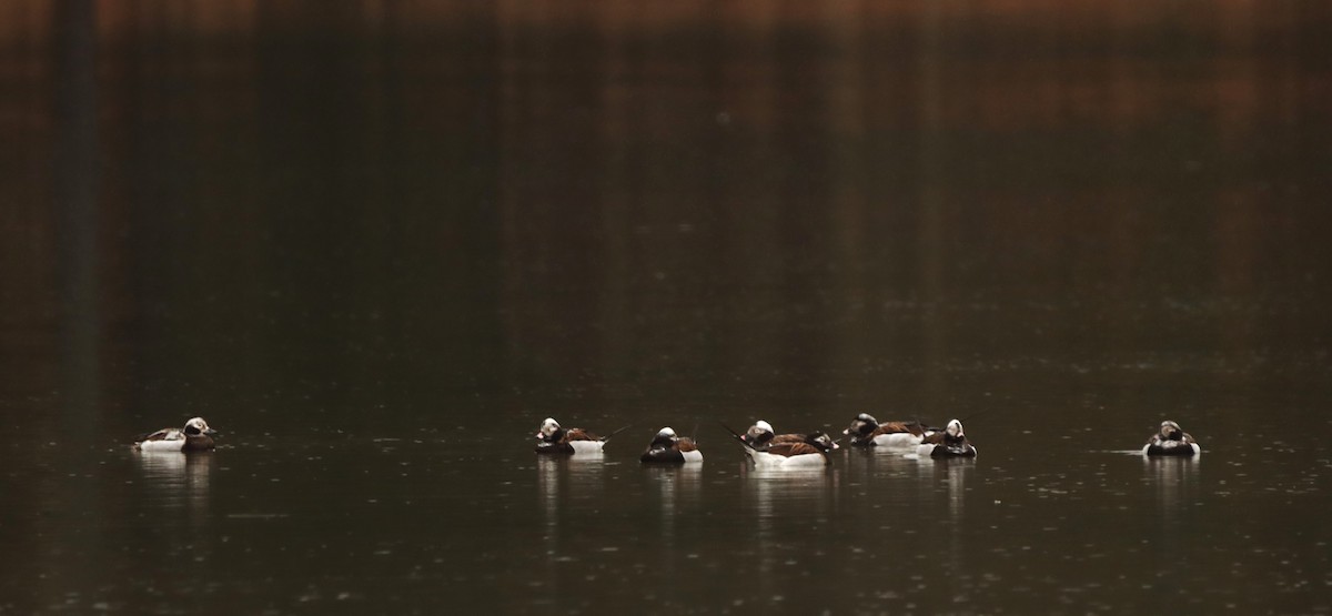 Long-tailed Duck - ML616818031