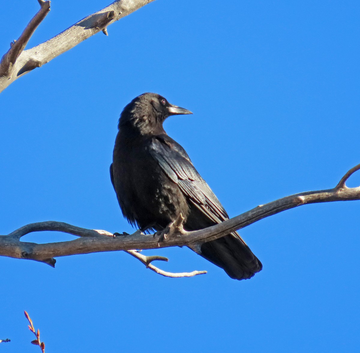 American Crow - JoAnn Potter Riggle 🦤