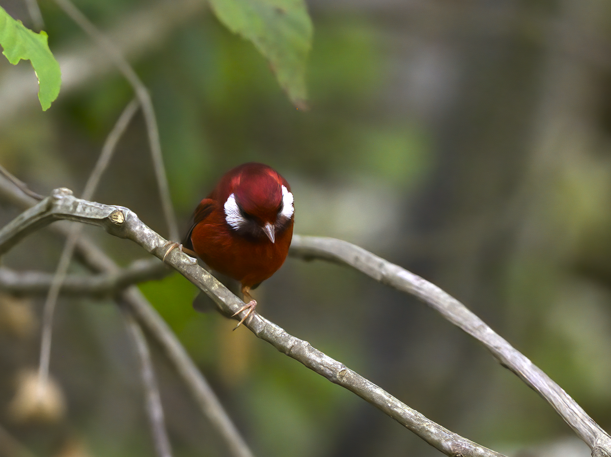 Red Warbler (White-cheeked) - ML616818120