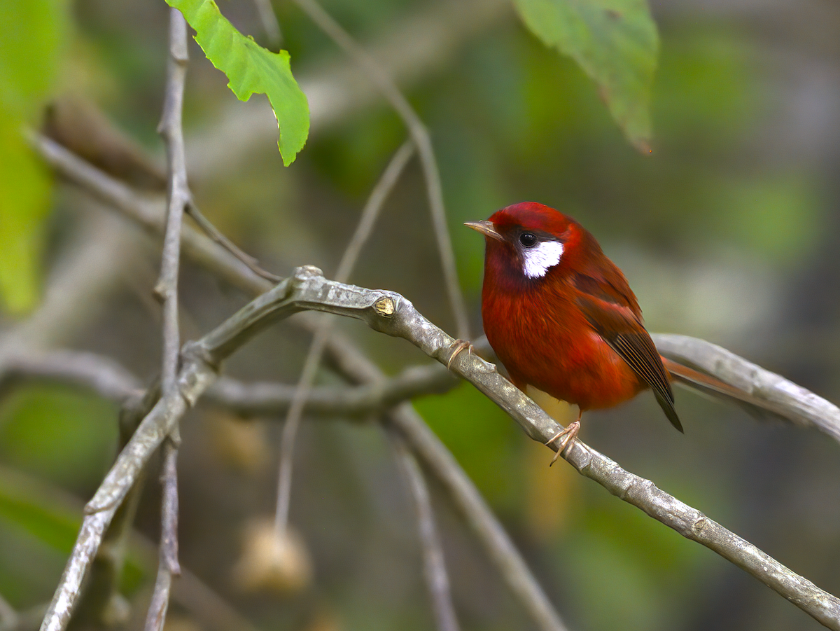 Red Warbler (White-cheeked) - ML616818121