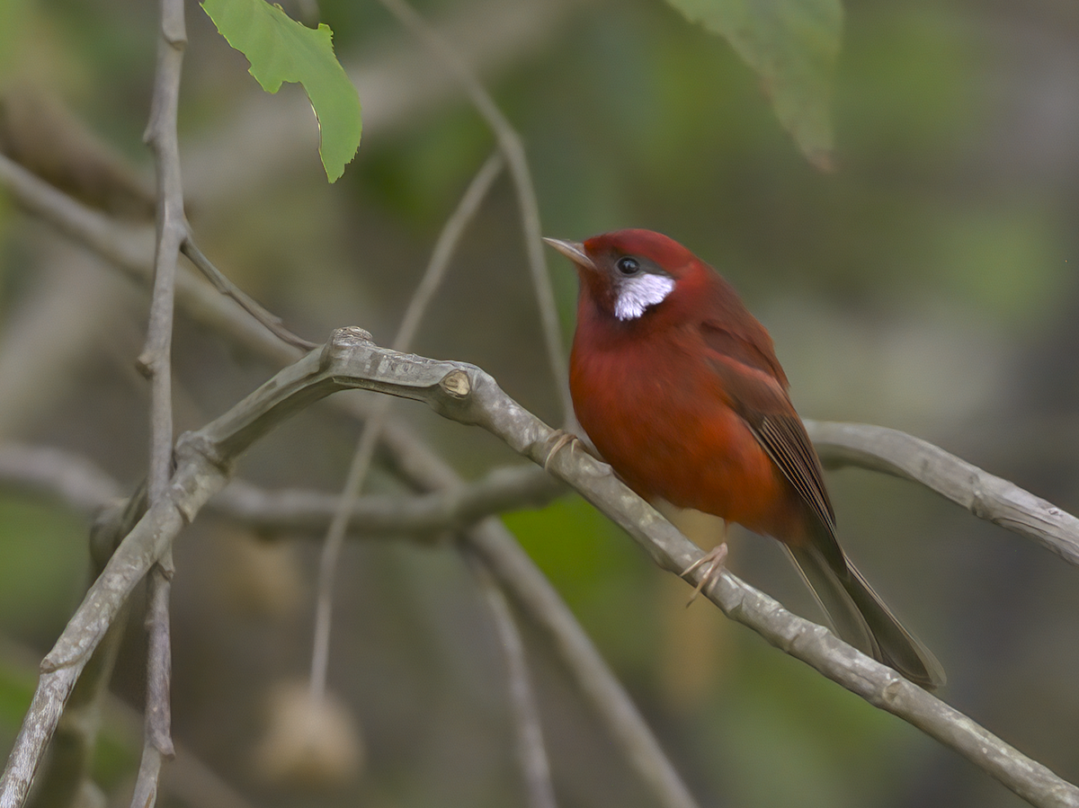 Red Warbler (White-cheeked) - ML616818147