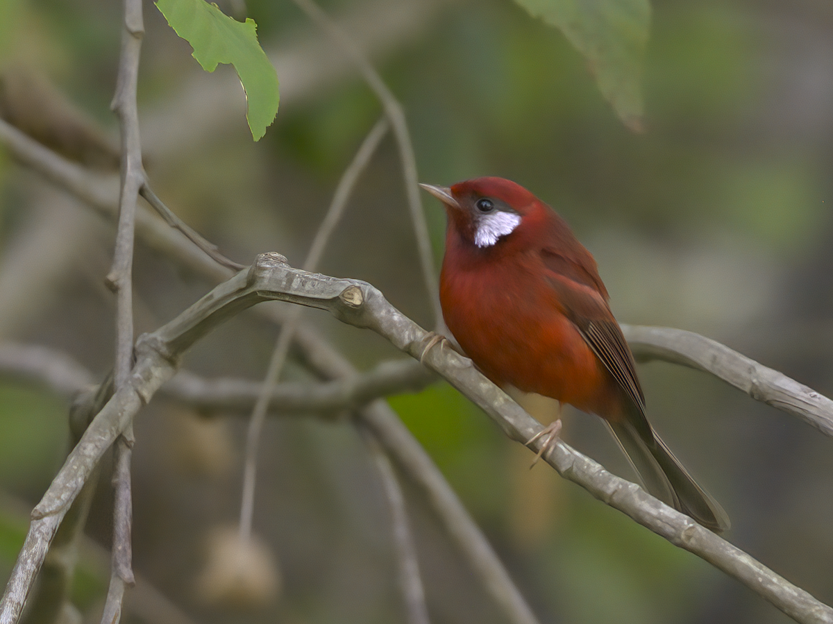 Reinita Roja (rubra/rowleyi) - ML616818147