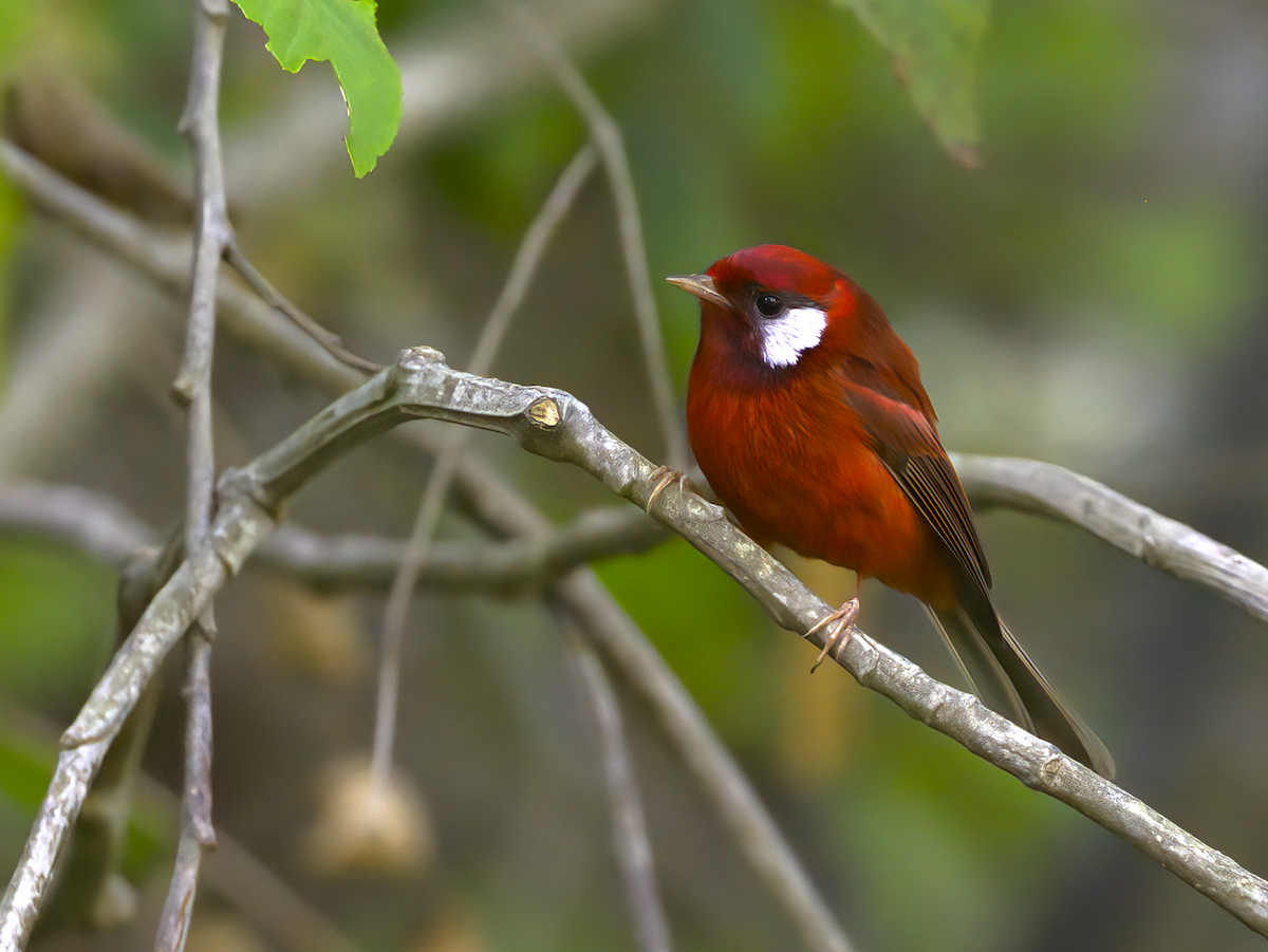 Red Warbler (White-cheeked) - ML616818148