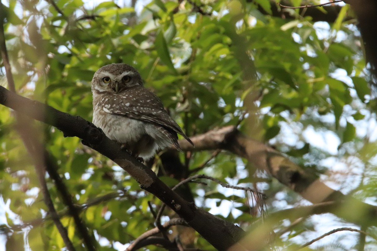 Spotted Owlet - ML616818150