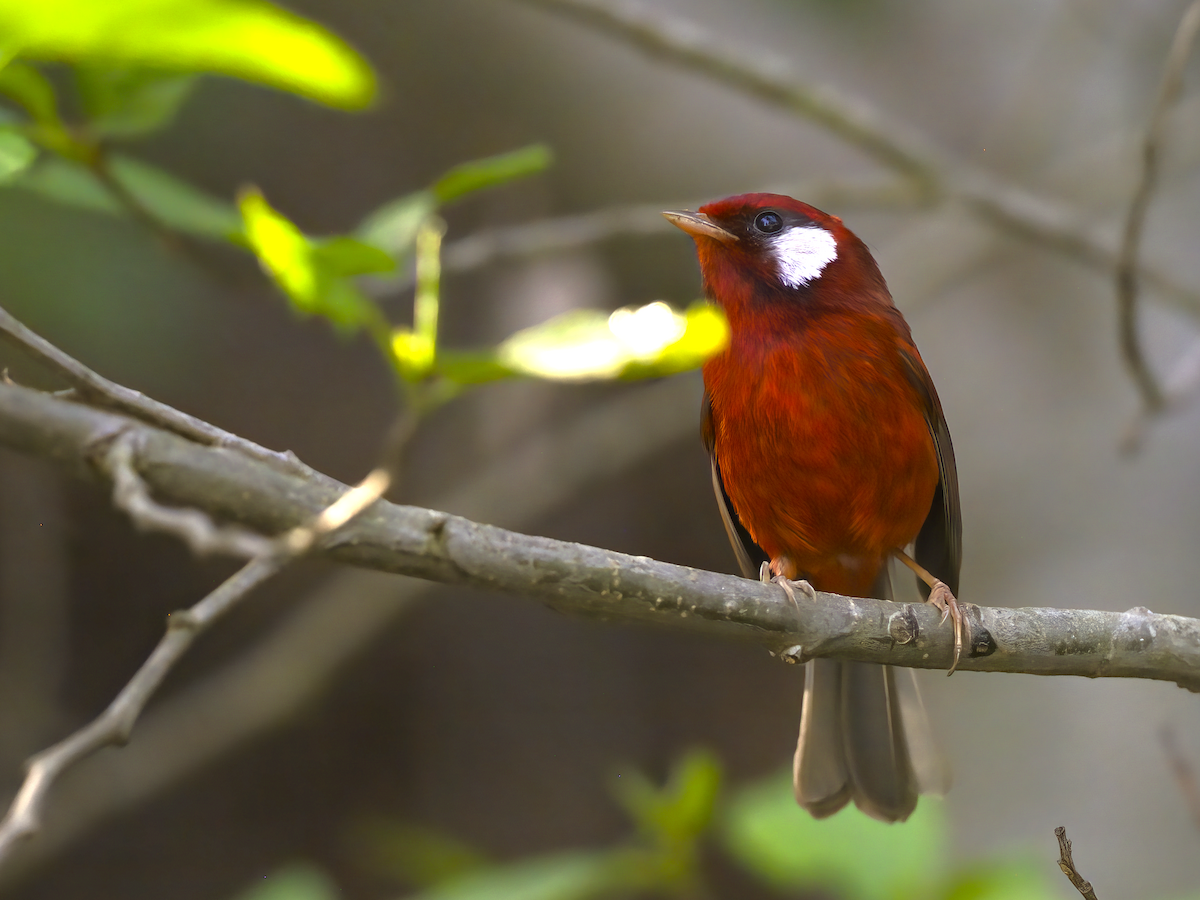 Red Warbler (White-cheeked) - ML616818152