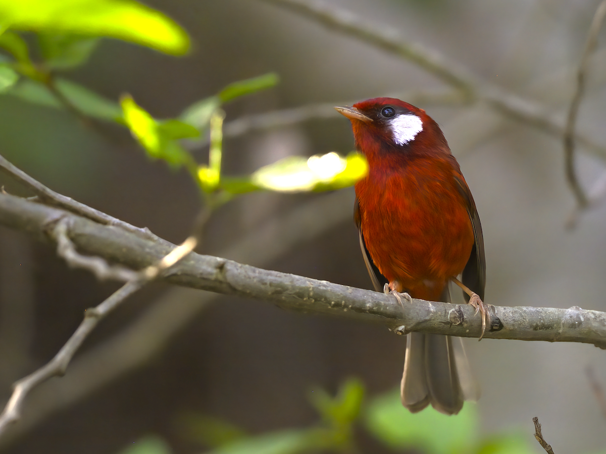 Reinita Roja (rubra/rowleyi) - ML616818152