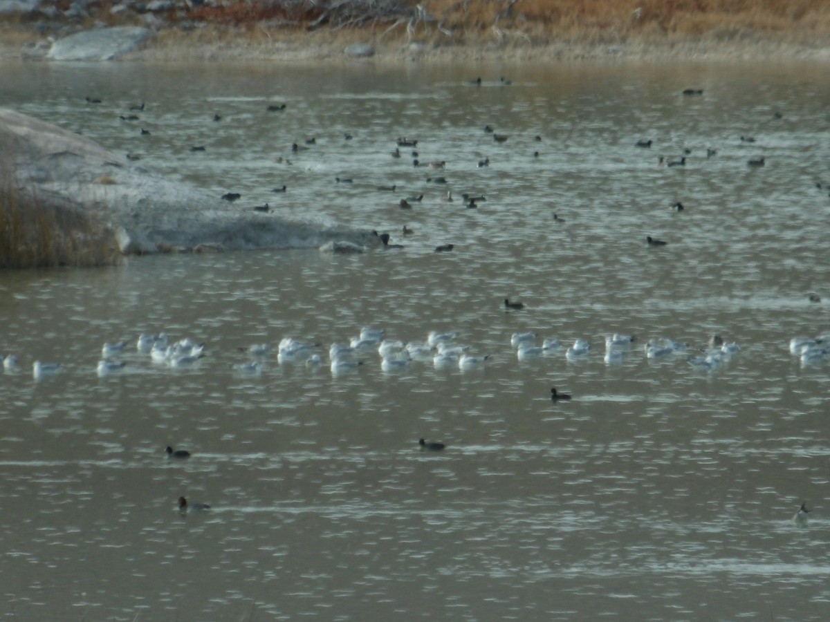 Ring-billed Gull - ML616818251