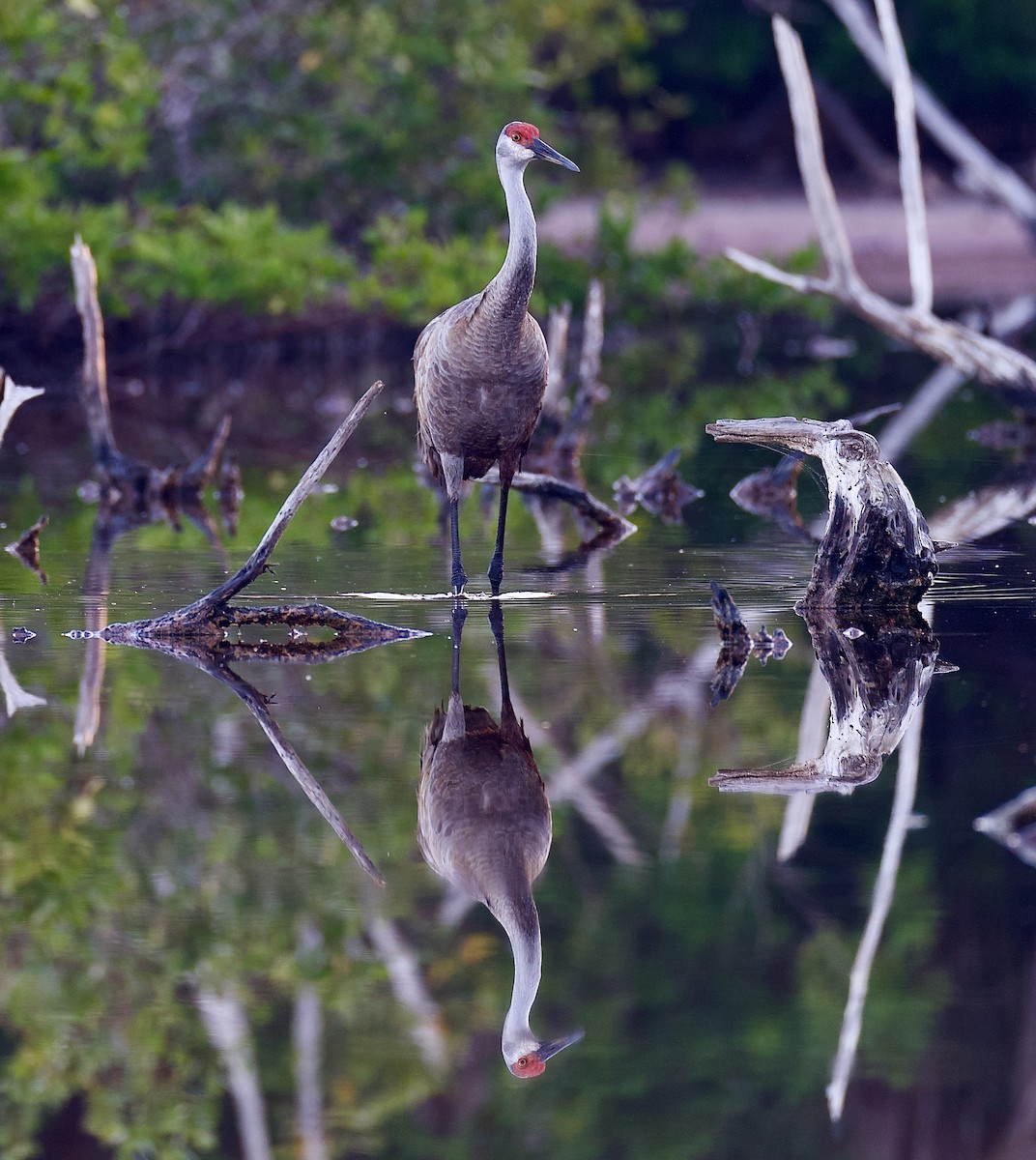 Sandhill Crane - ML616818329