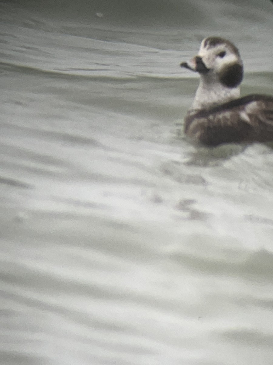 Long-tailed Duck - ML616818348