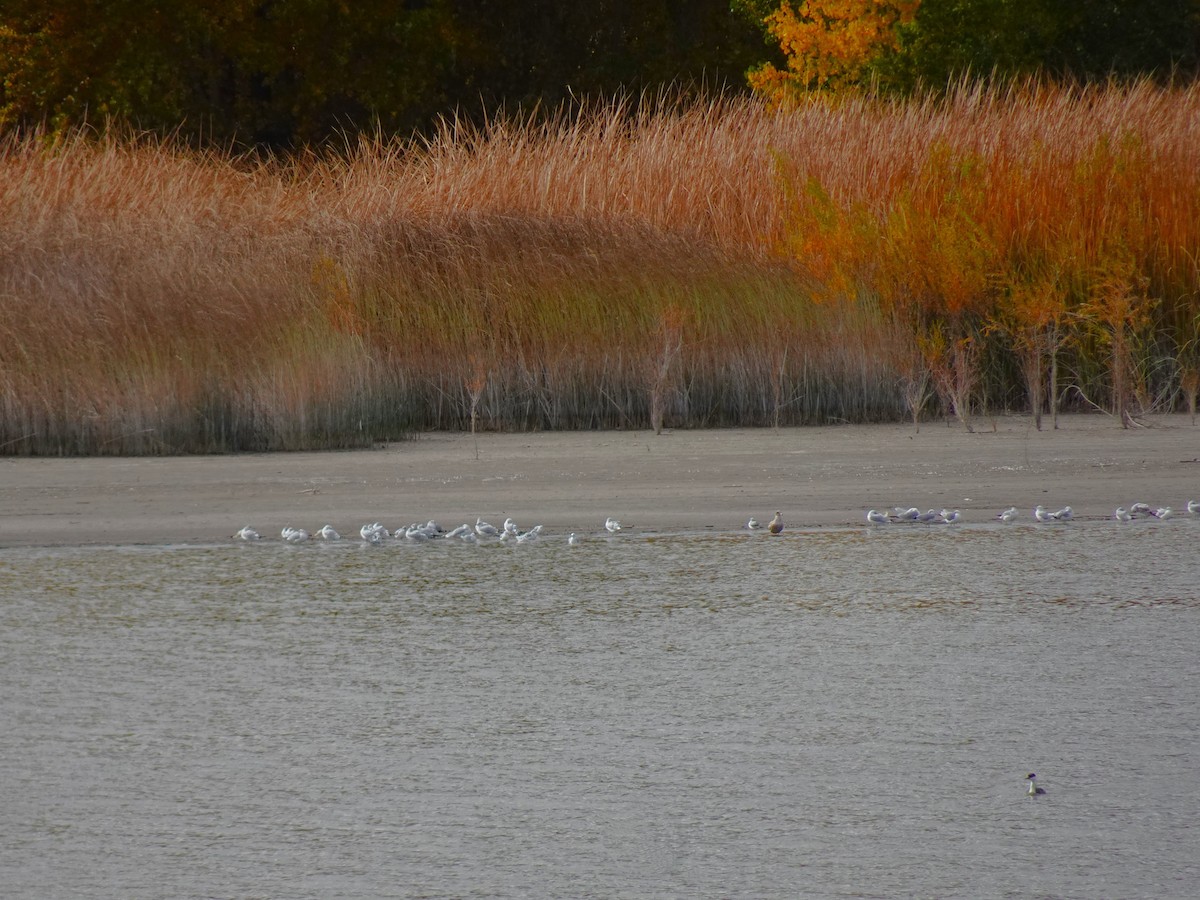 Western Grebe - ML616818375